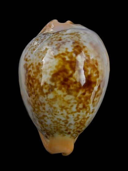 Austrasiatica langfordi cavatoensis 46,6 mm F+++/GEM-50857
