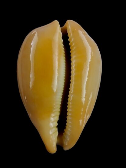 Austrasiatica langfordi cavatoensis 46,6 mm F+++/GEM-50854