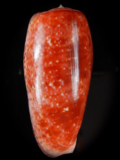 Textillia bullatus bullatus ... GIANT ... 76,99 mm Gem-50394