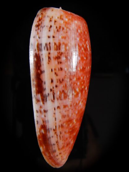 Textillia bullatus bullatus ... GIANT ... 76,99 mm Gem-50400