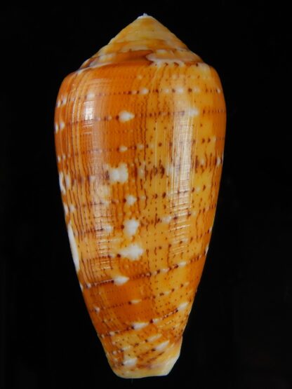 Pionoconus floccatus magdalenae 55,40 mm Gem-50384