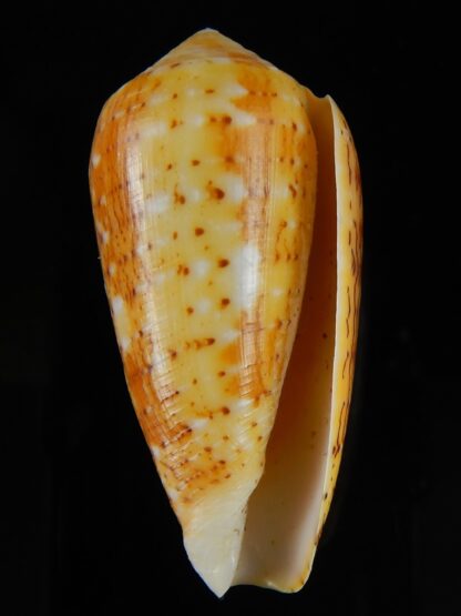 Pionoconus floccatus magdalenae 55,40 mm Gem-50385