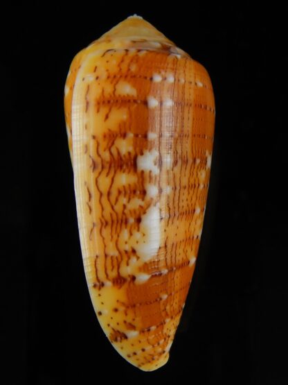 Pionoconus floccatus magdalenae 55,40 mm Gem-50386