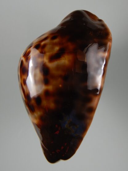 Zoila jeaniana sherylae ... Dark ... 70.04 mm Gem -50761