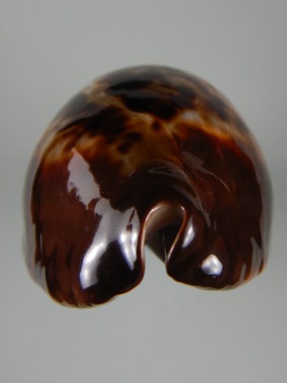 Zoila jeaniana sherylae ... Dark ... 70.04 mm Gem -50763