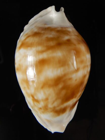 Zoila marginata albayensis nimbosa 62,24 mm Gem-50807