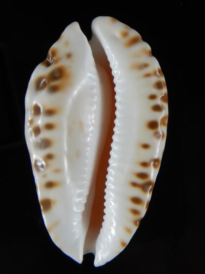 Zoila marginata albayensis nimbosa 62,24 mm Gem-50810