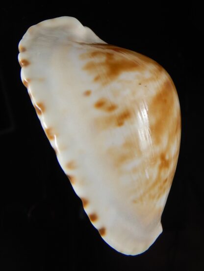 Zoila marginata albayensis nimbosa 62,24 mm Gem-50812