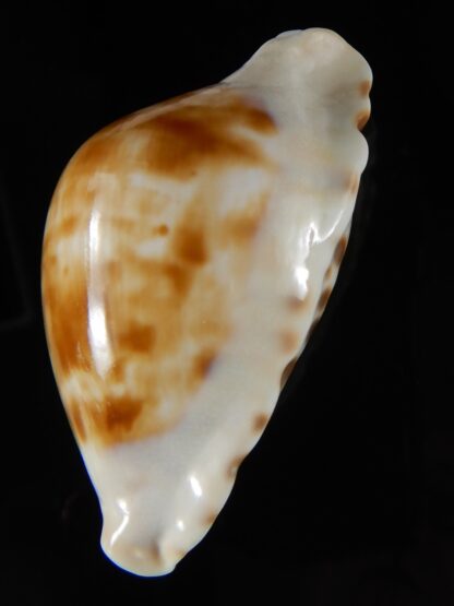 Zoila marginata albayensis nimbosa 62,24 mm Gem-50813