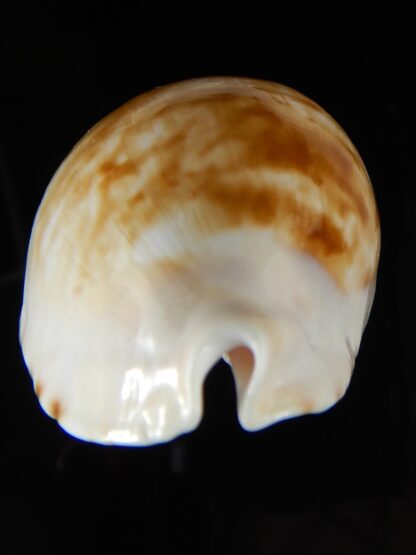 Zoila marginata albayensis nimbosa 62,24 mm Gem-50808