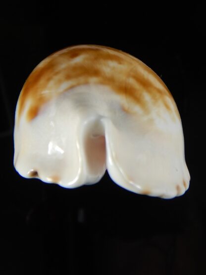 Zoila marginata albayensis nimbosa 62,24 mm Gem-50811