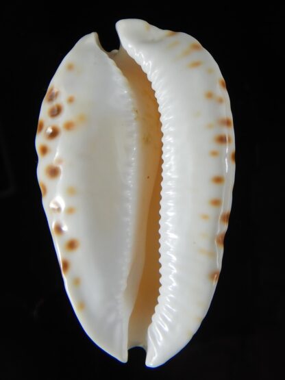 Zoila marginata albayensis 59,18 mm Gem-50798