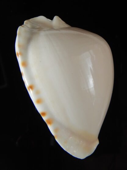 Zoila marginata albayensis 59,18 mm Gem-50794