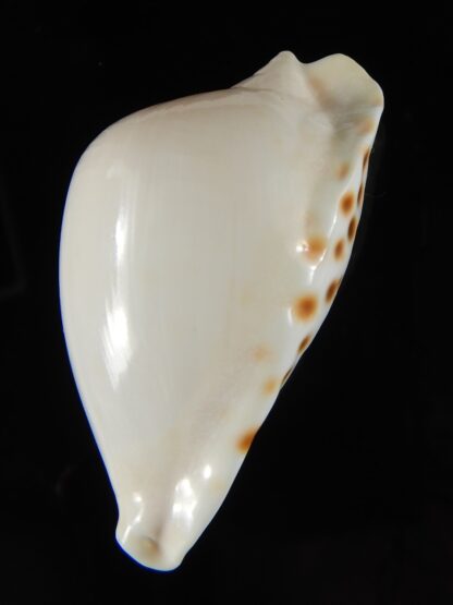 Zoila marginata albayensis 59,18 mm Gem-50796