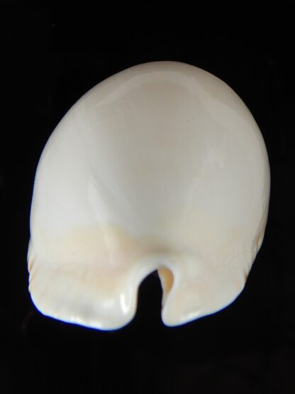 Zoila marginata albayensis 59,18 mm Gem-50795