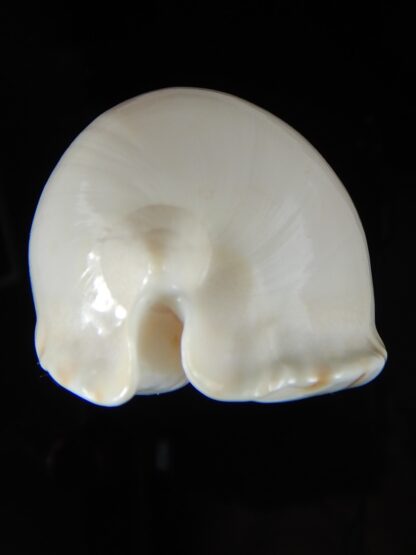 Zoila marginata albayensis 59,18 mm Gem-50799
