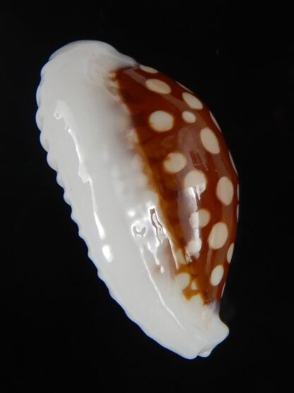 Cribrarula cribraria cribraria ..Very callous ... 25,29 mm Gem-50915