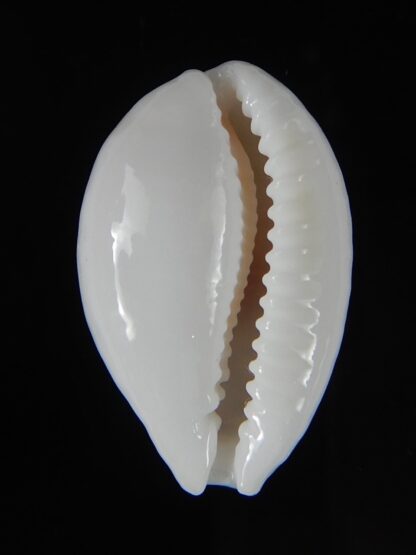 Cribrarula gravida 24,90 mm Gem-50889