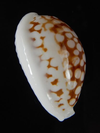 Cribrarula gravida 24,90 mm Gem-50887