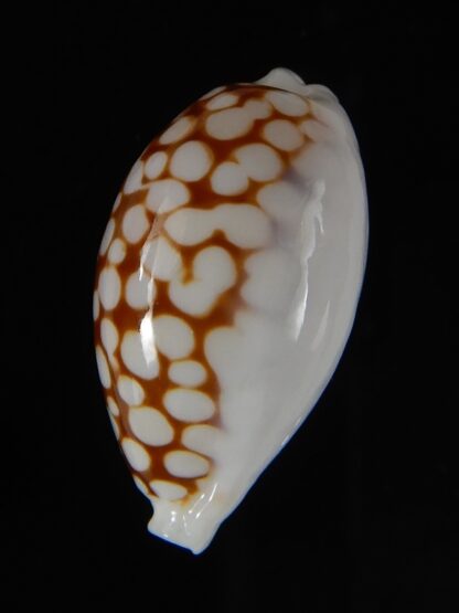 Cribrarula gravida 24,90 mm Gem-50885