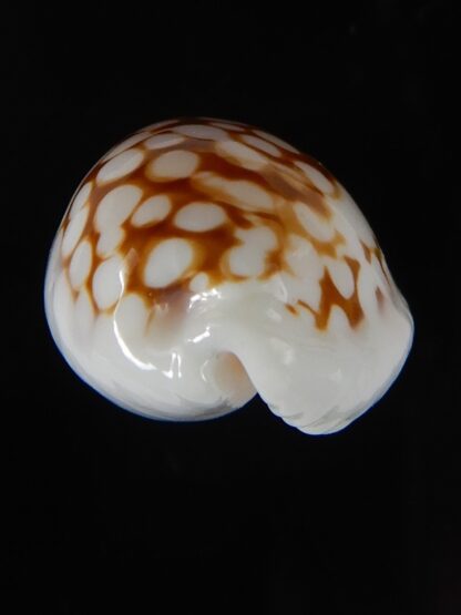 Cribrarula gravida 24,90 mm Gem-50890