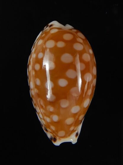 Cribrarula astaryi ... Big Size ... 21,36 mm Gem-50901