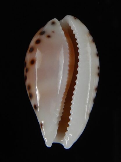 Cribrarula astaryi ... Big Size ... 21,36 mm Gem-50897