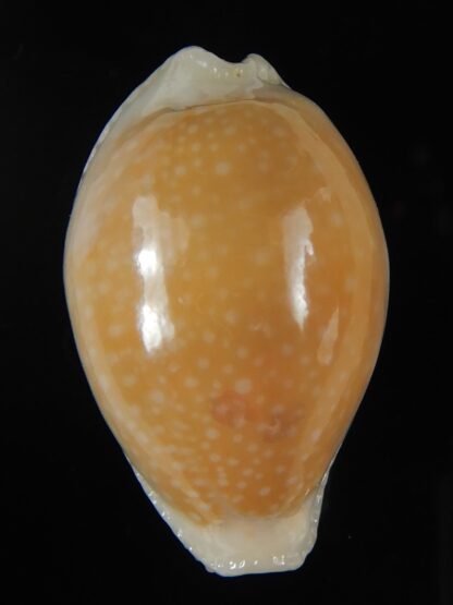 Naria miliaris miliaris ..Orange glazed ... 29,65 mm Gem-51005