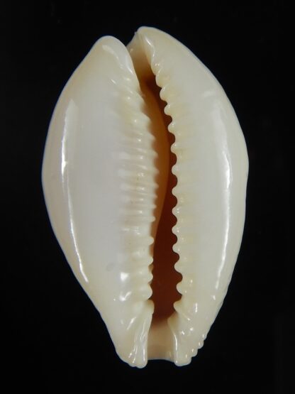 Naria miliaris miliaris ..Orange glazed ... 29,65 mm Gem-51011