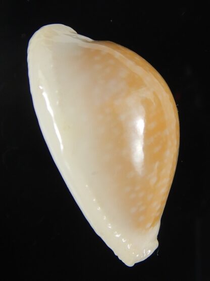 Naria miliaris miliaris ..Orange glazed ... 29,65 mm Gem-51006