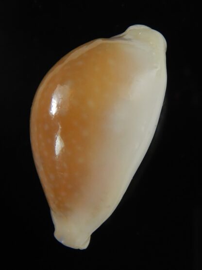 Naria miliaris miliaris ..Orange glazed ... 29,65 mm Gem-51008