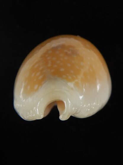 Naria miliaris miliaris ..Orange glazed ... 29,65 mm Gem-51009