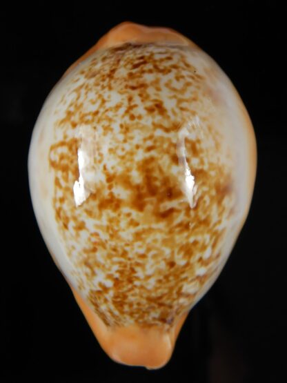 Austrasiatica langfordi cavatoensis 51.86 mm Gem-51132