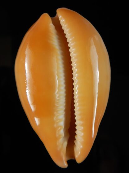 Austrasiatica langfordi cavatoensis 51.86 mm Gem-51136