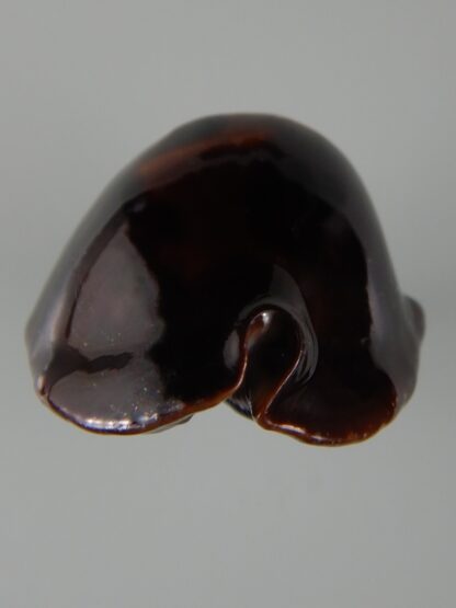 Zoila rosselli rosselli ' Abrolhos" 55,67 mm Gem (-)-51249