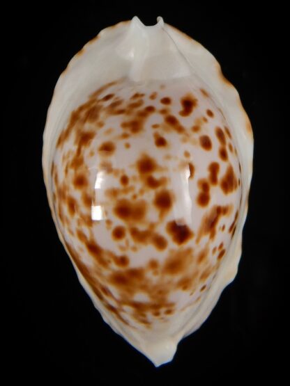 Zoila marginata bataviensis 45,90 mm Gem-51513