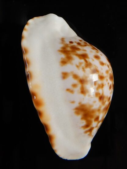 Zoila marginata bataviensis 45,90 mm Gem-51516