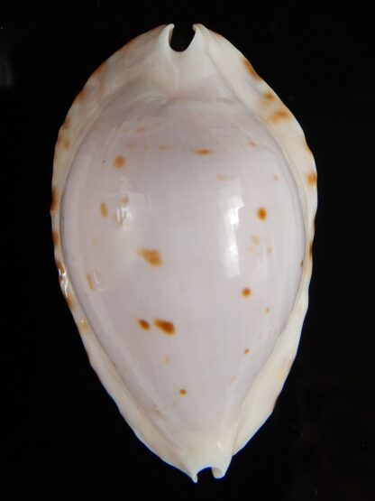 Zoila marginata bataviensis 47,30 mm Gem-51541