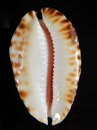 Zoila marginata bataviensis 47,30 mm Gem-51543