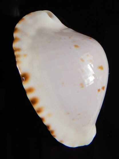 Zoila marginata bataviensis 47,30 mm Gem-51546
