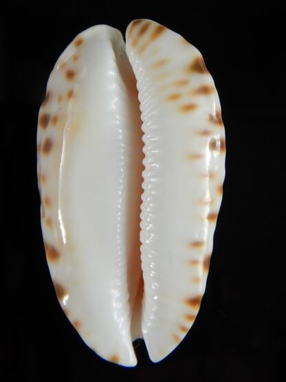 Zoila marginata bataviensis .. BIG SIZE ... 53,62 mm Gem-51504