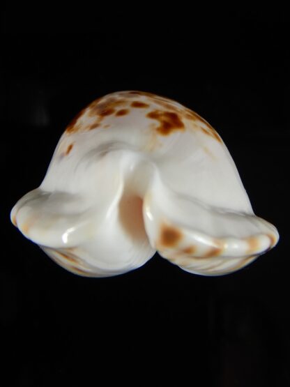 Zoila marginata bataviensis .. BIG SIZE ... 53,62 mm Gem-51500
