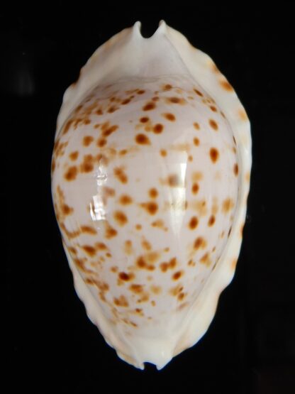 Zoila marginata bataviensis 46,53 mm Gem-51527