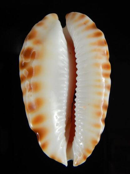 Zoila marginata bataviensis 46,53 mm Gem-51530