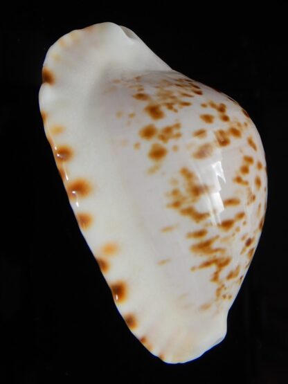 Zoila marginata bataviensis 46,53 mm Gem-51528