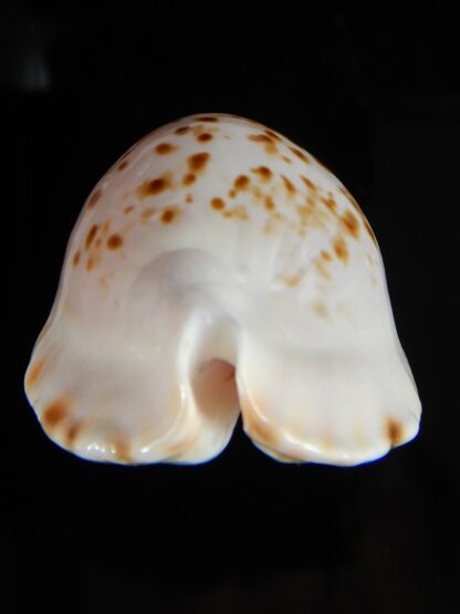 Zoila marginata bataviensis 46,53 mm Gem-51529
