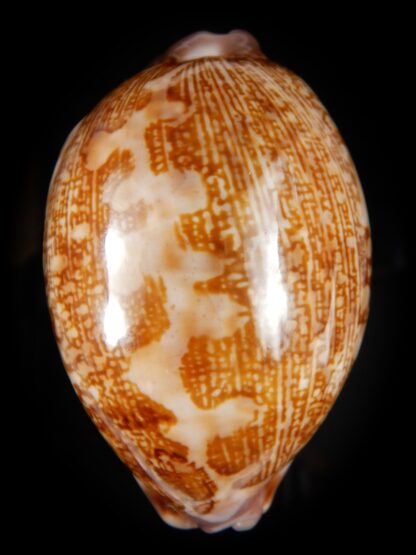 Leporicypraea mappa admirabilis 71,04 mm Gem-51560