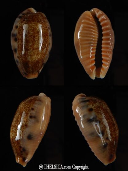 Erronea caurica chrismeyeri 31,63 mm Gem-0