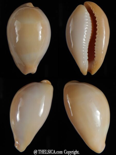 Erronea nymphae 34.78 mm Gem -0