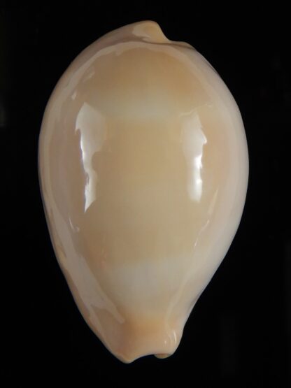 Erronea nymphae 34.78 mm Gem -51159